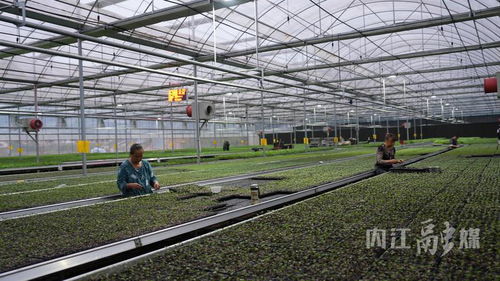 威遠縣智能育苗 信息技術驅動農業(yè)增收致富新路徑